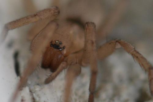 Drassodes sp.